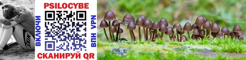 Галлюциногенные грибы Psilocybe магазин продажи Черногорск